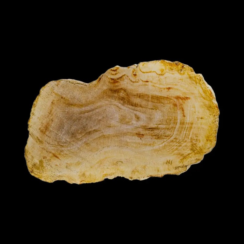 Petrified Wood Slab