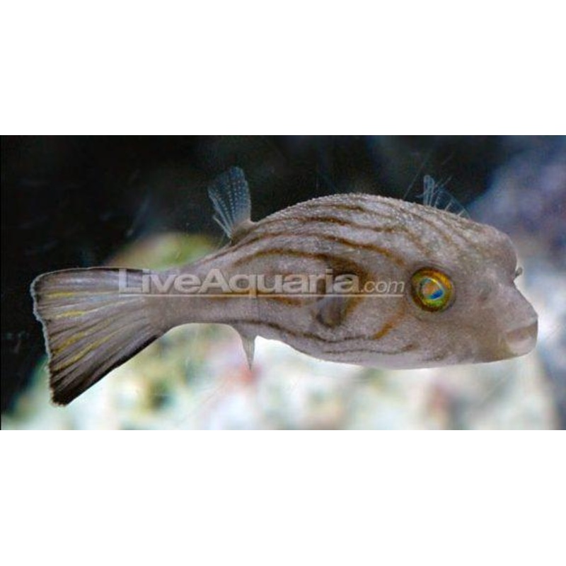Striped Dogface Puffer