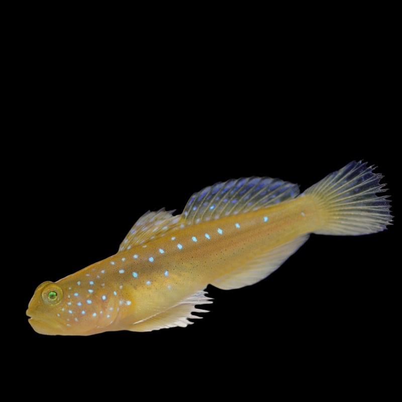 Yellow Watchman Goby