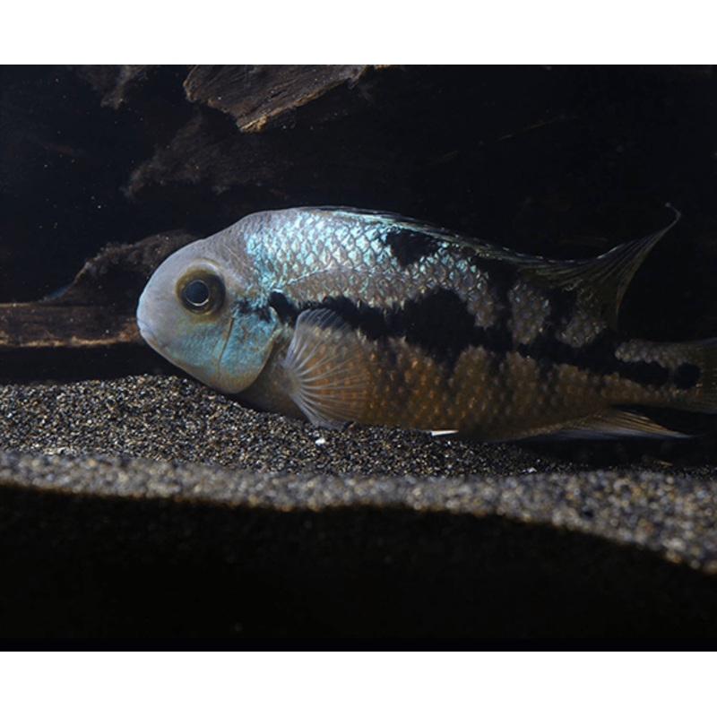 Nicaraguan Cichlid 1-2″ Unsexed