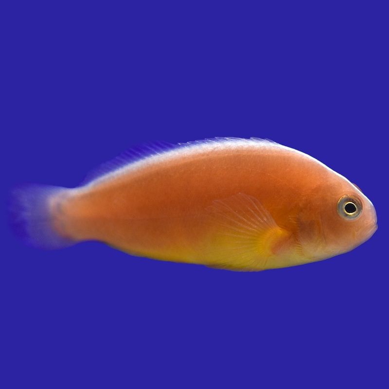 Orange Skunk Clownfish 1 Lot