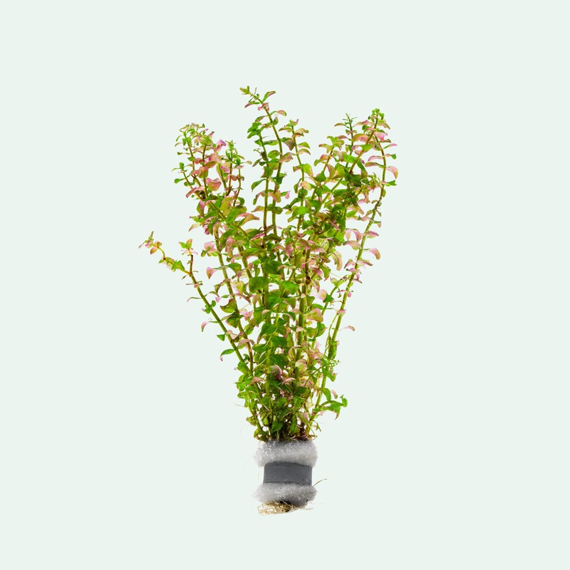 Rotala Sp. Pearl Bunch