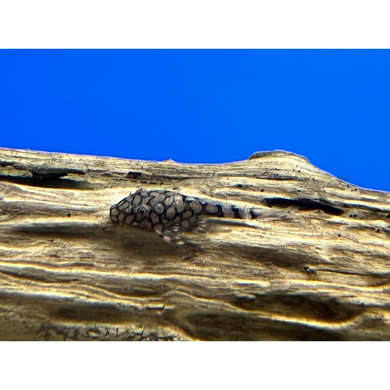 L519 Ancistrus sp. “Rio Itenez 1-2” Unsexed