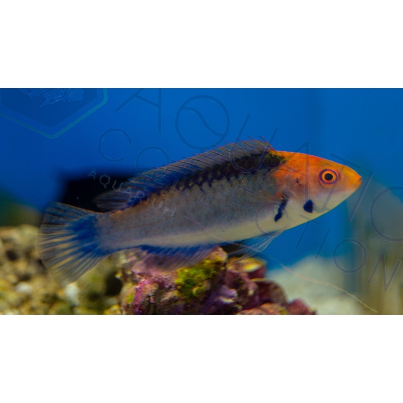 Solar Fairy Wrasse Small (under 2 inch)