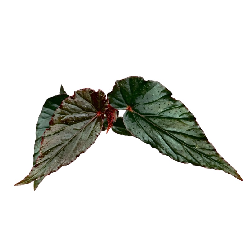 Begonia Lynda Dawn Rooted Specimens (Starter Plug with 3+ leaves)