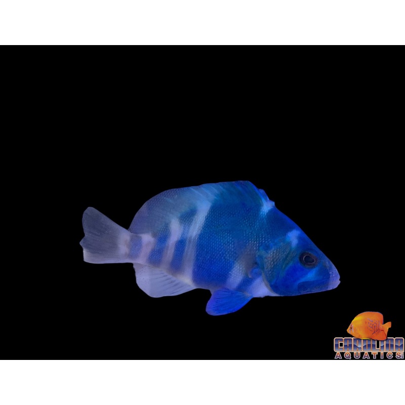 Grouper – Hamlet Indigo