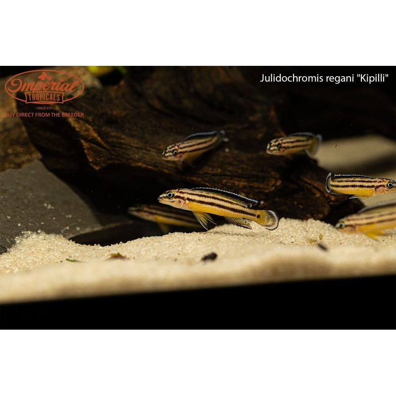 Julidochromis regani “Kipilli” 1-2″ Unsexed