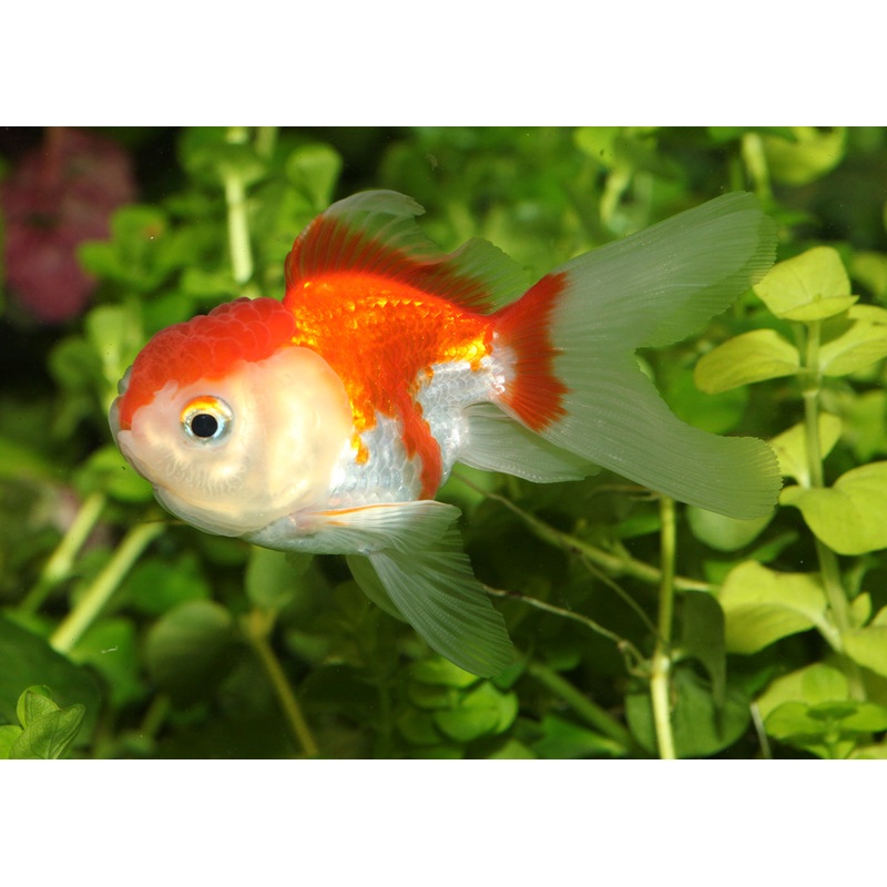 Oranda – Assorted 3-4cm