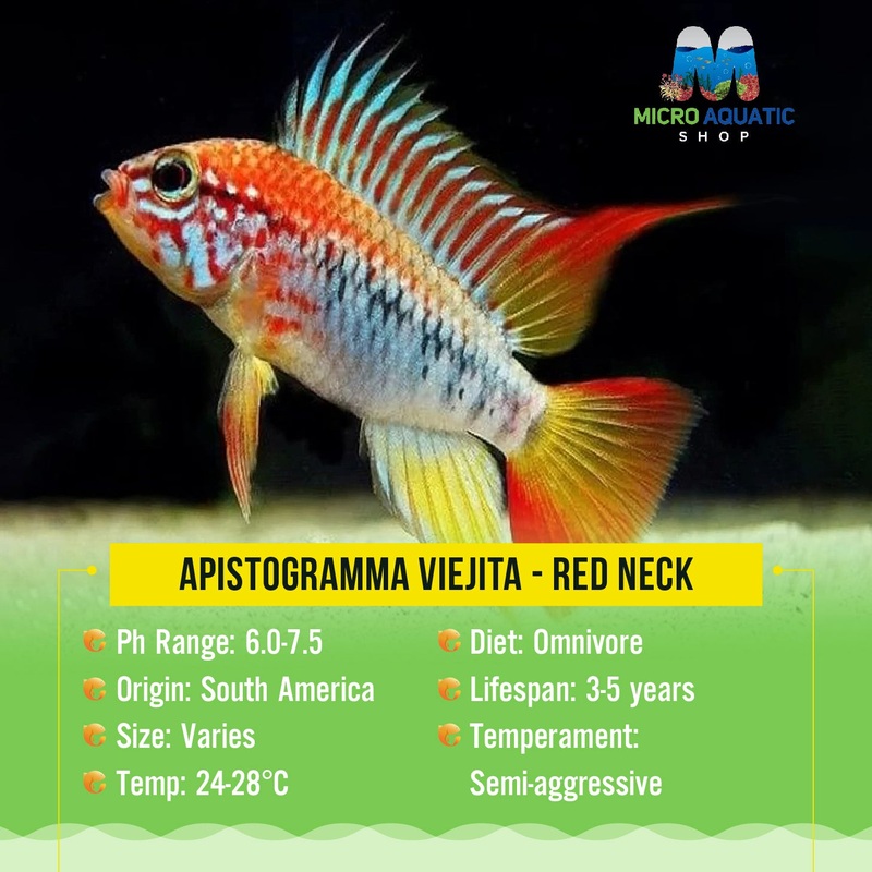 Apistogramma Viejita – Red Neck 1 pair (3cm)