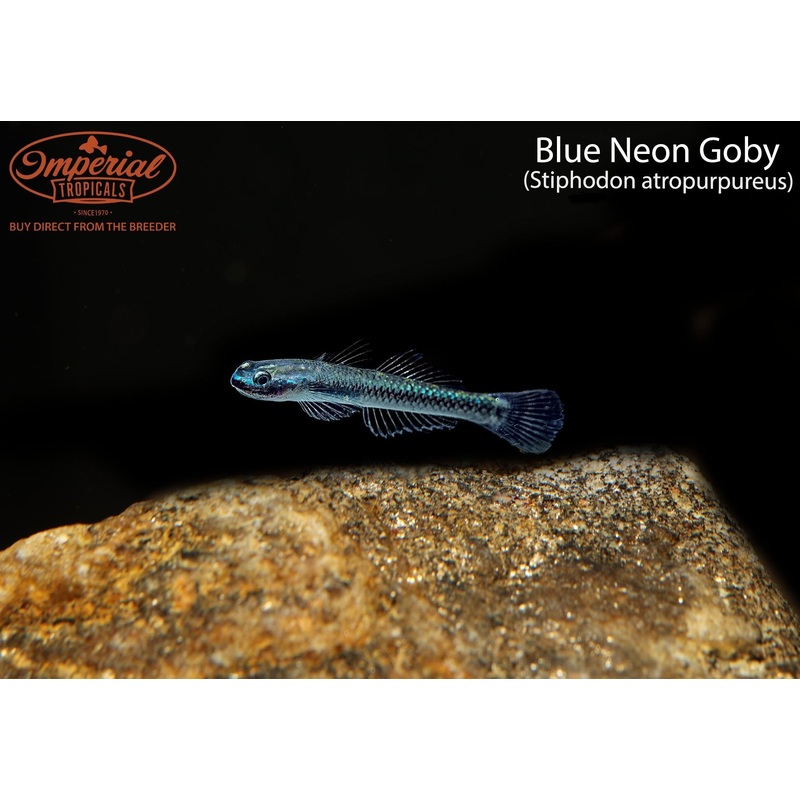 Blue Neon Goby 1-2″ Unsexed