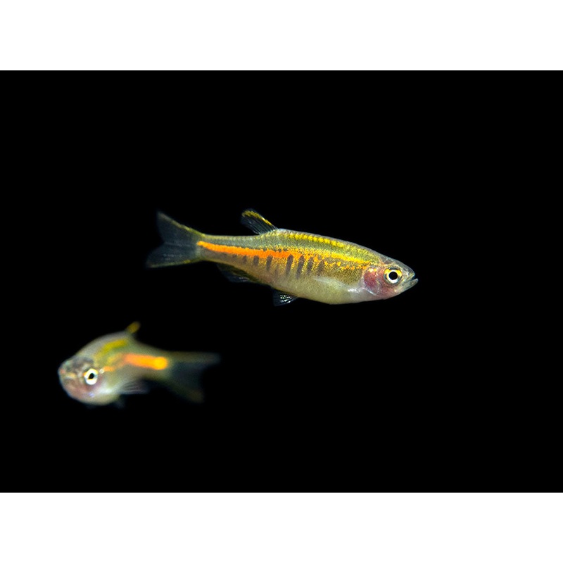 Glowlight Danio (Celestichthys choprae), Tank-Bred! School of 3