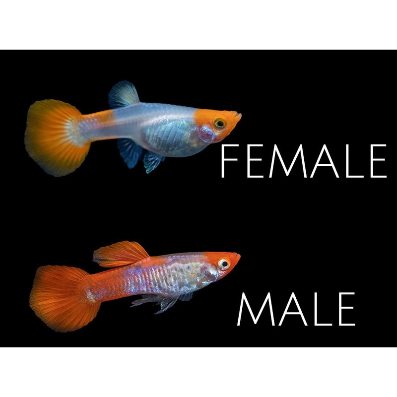 Koi Snakeskin Guppy (Poecilia reticulata), Tank-Bred! 1 Male/Female Pair