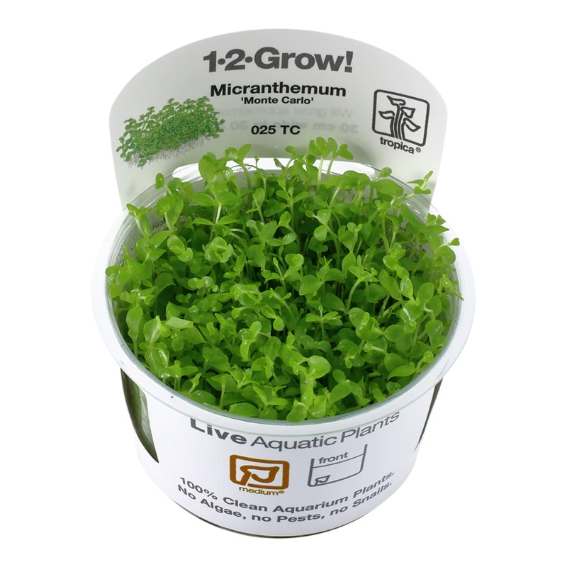 Monte Carlo – Micranthemum tweediei Tropica 1-2 Grow Tropica 1-2 Grow