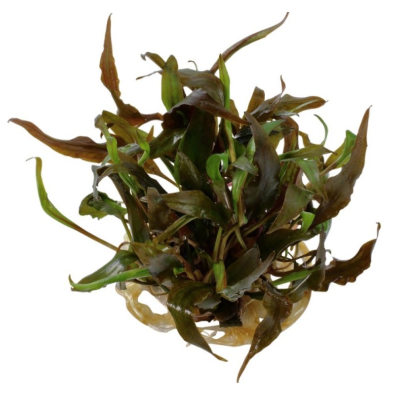 ORIENTAL TC (Cryptocoryne undulata Red / C3675)
