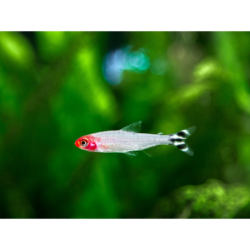 Rummy Nose Tetra (Hemigrammus bleheri), Tank-Bred School of 3