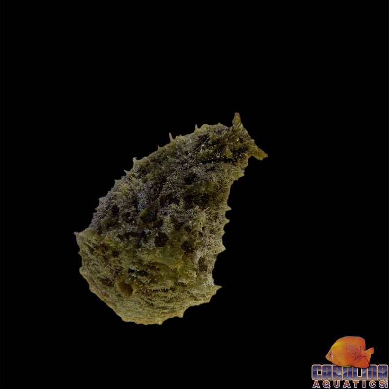 Sea Hare