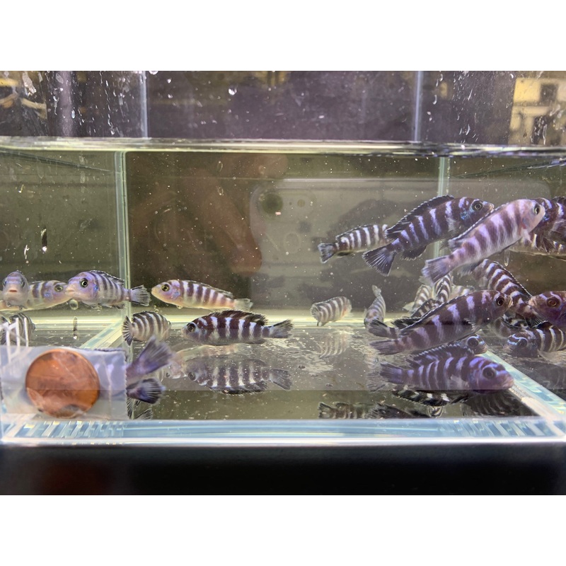 Demasoni Cichlid 1″