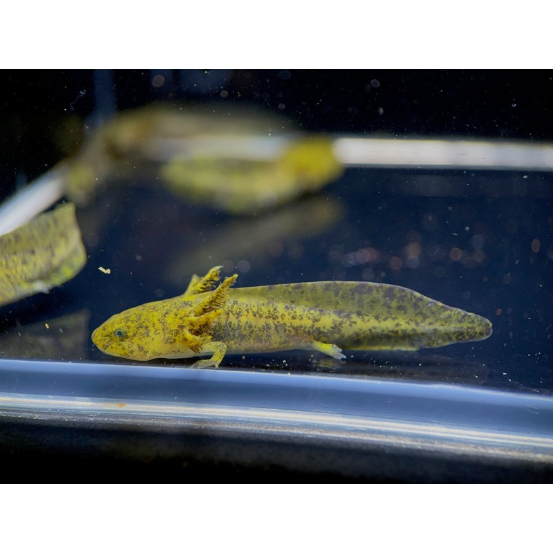 Hybrid Andersoni Axolotl