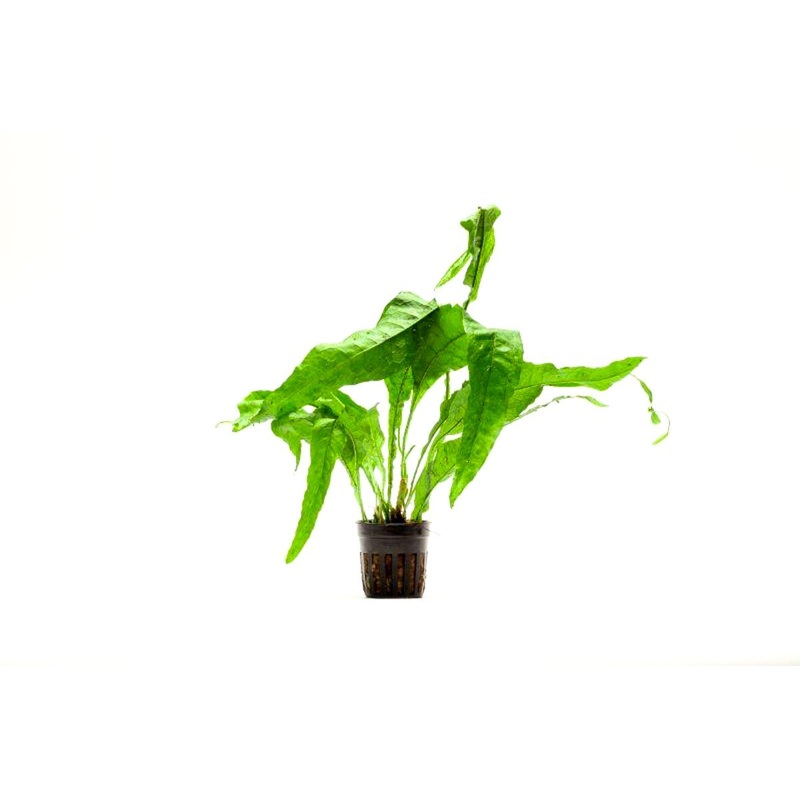 Java Fern Lettuce/ Microsorum Latifolia Pot