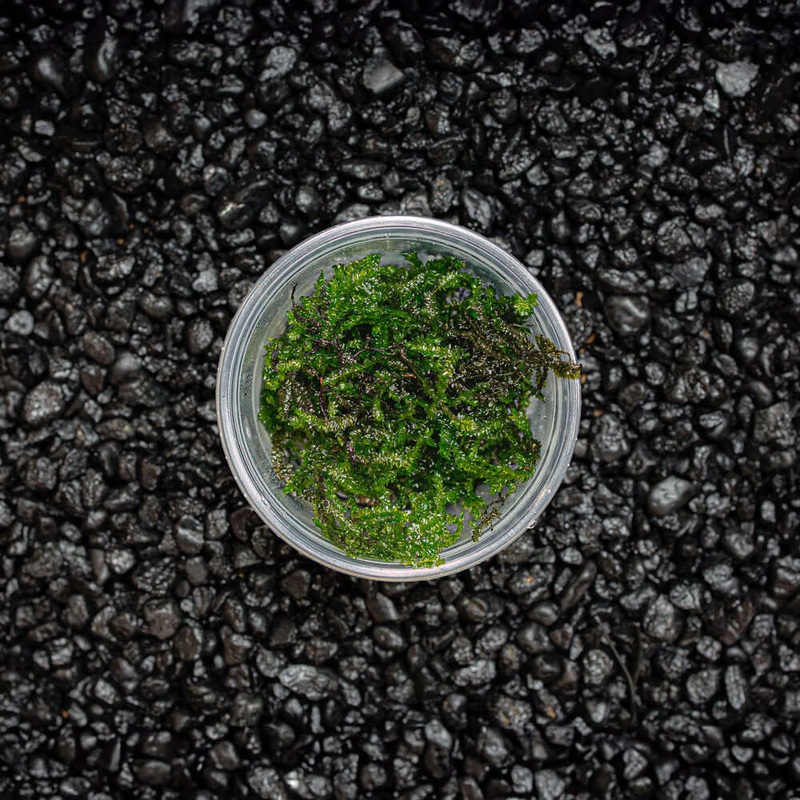 Peacock Moss Cup Portion