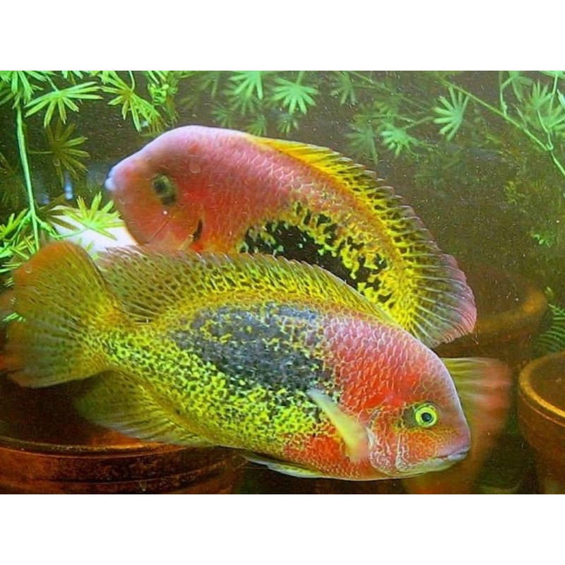 Red Spotted Cichlid 1-2″ Unsexed