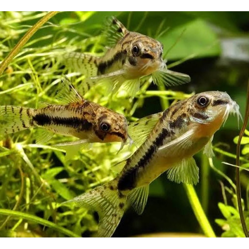 Salt and pepper – Habrosus Cory Catfish 1 corydoras