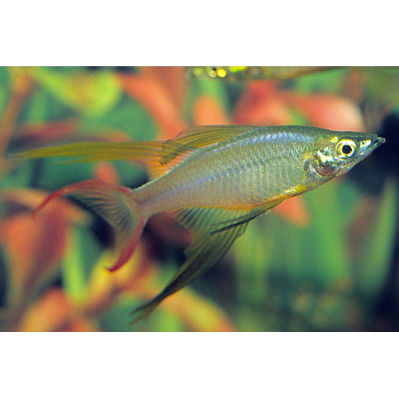 Threadfin Rainbowfish