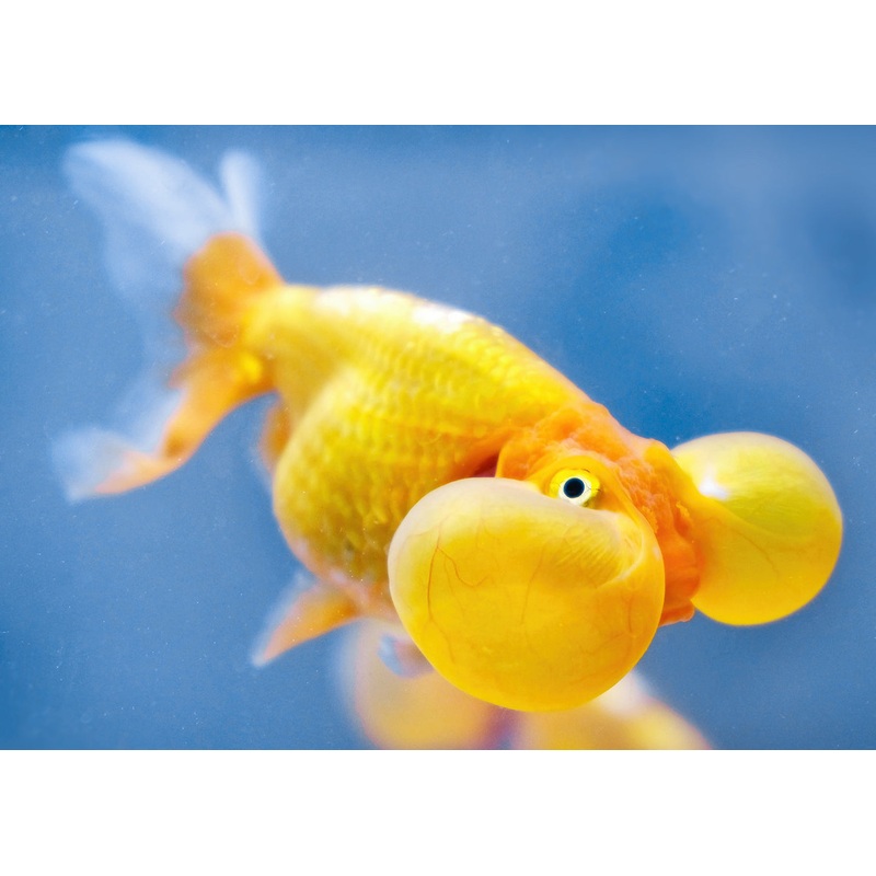 Bubble Eye Goldfish 4-5cm