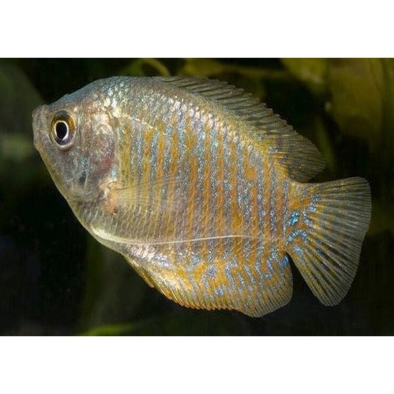 Gourami Dwarf – Female 4-6cm