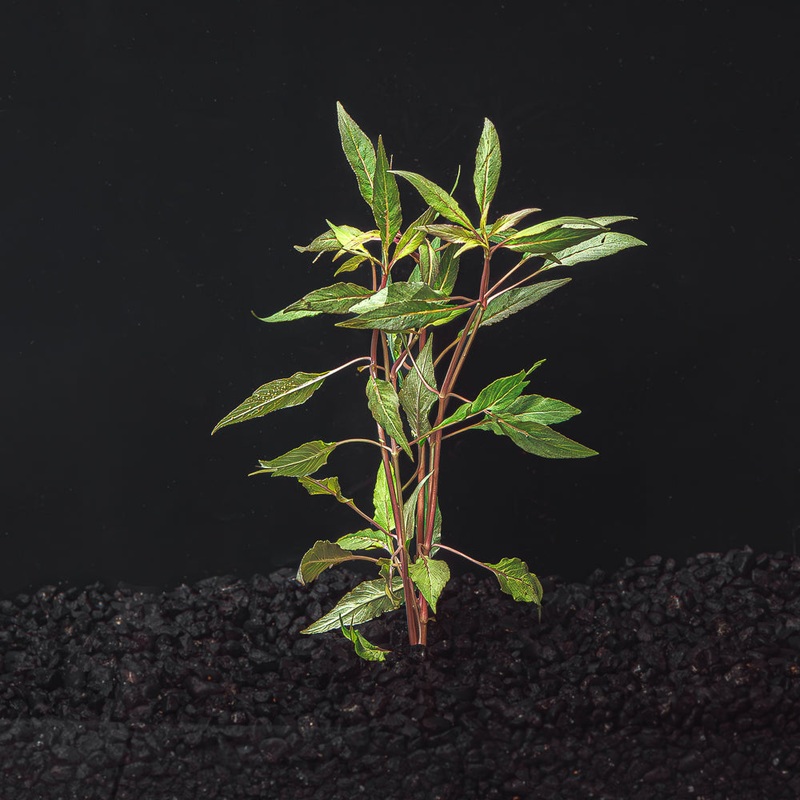Hygrophila salicifolia “Blue Hygro”
