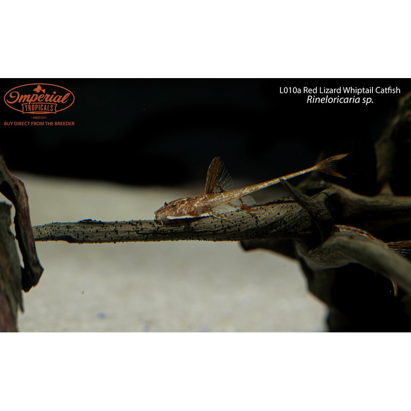 L010A Red Lizard Whiptail Catfish 1-2″ Unsexed