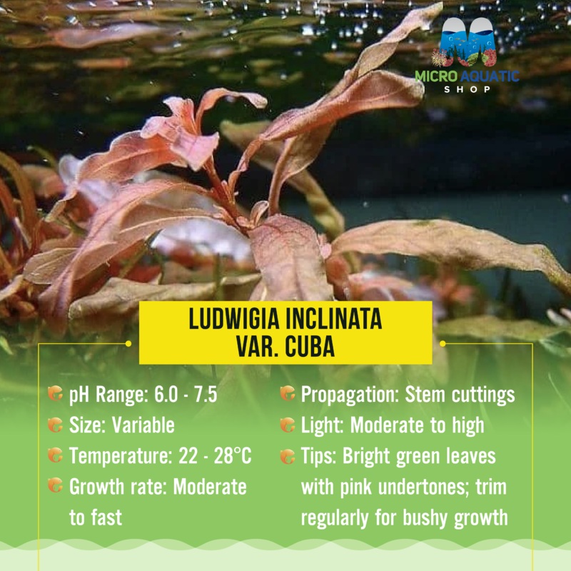 Ludwigia Inclinata var. Cuba 5 -8 Stems ( submersed ) portion