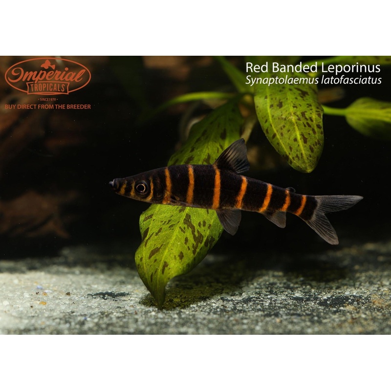 Red Banded Leporinus 2-3″ Unsexed