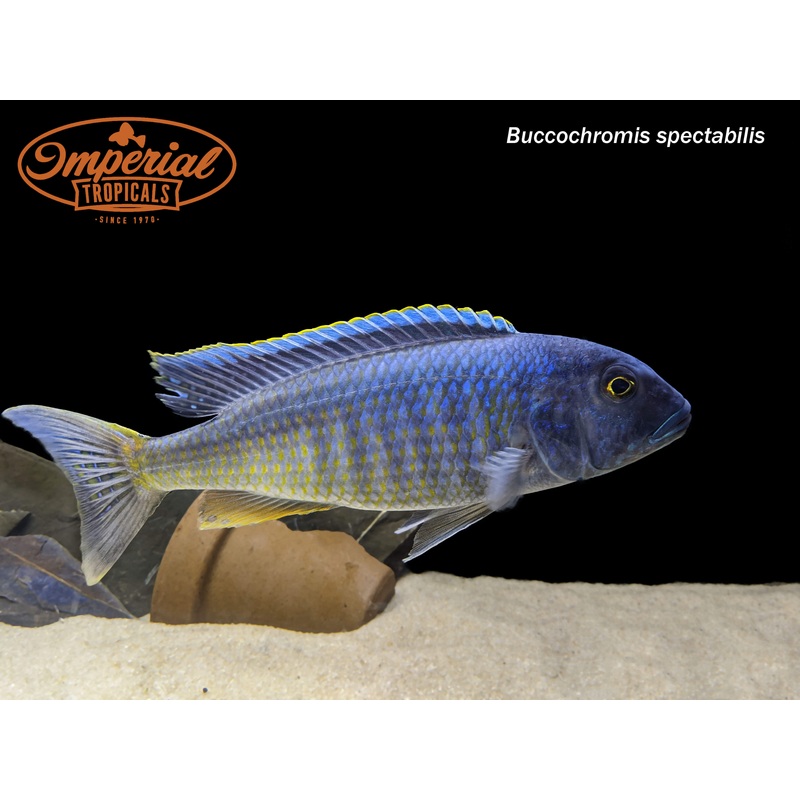 Buccochromis spectabilis 2-3″ Unsexed