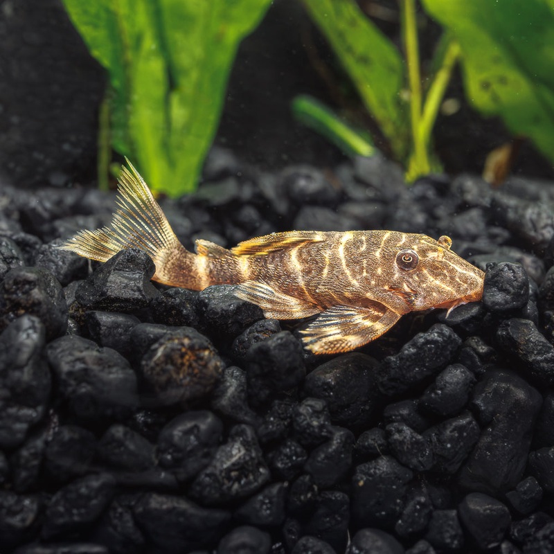 Clown Pleco L103 | Panaqolus maccus Imported 1 Fish