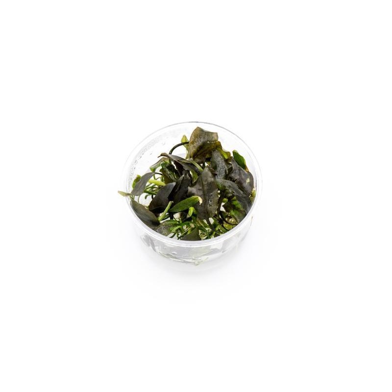Cryptocoryne Yujii UNS Tissue Culture