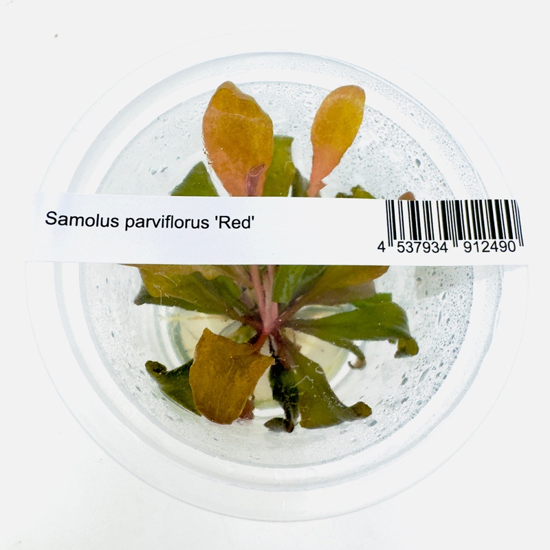 IC471 ADA Tissue Culture Plant – Samolus parviflorus ‘red’