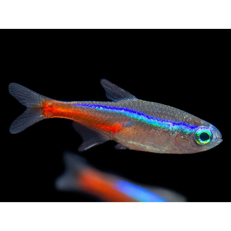 Neon Tetra (Paracheirodon innesi), Tank-Bred School of 3