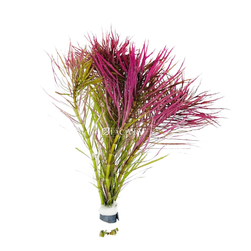 Pogostemon Stellatus Fresh-cut Plants