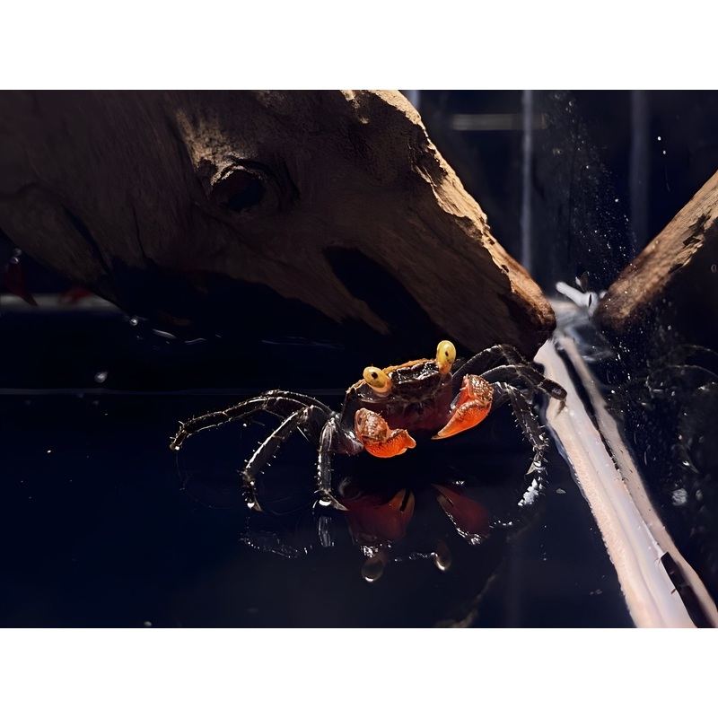 Red Devil Crab