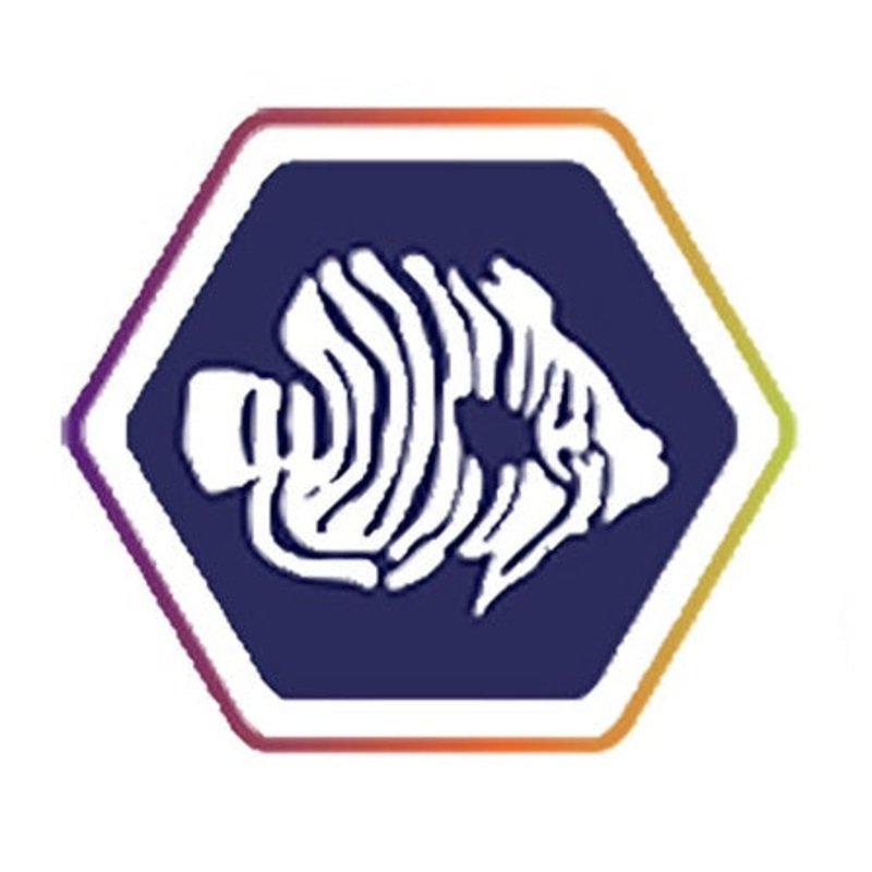 Skunk Clownfish
