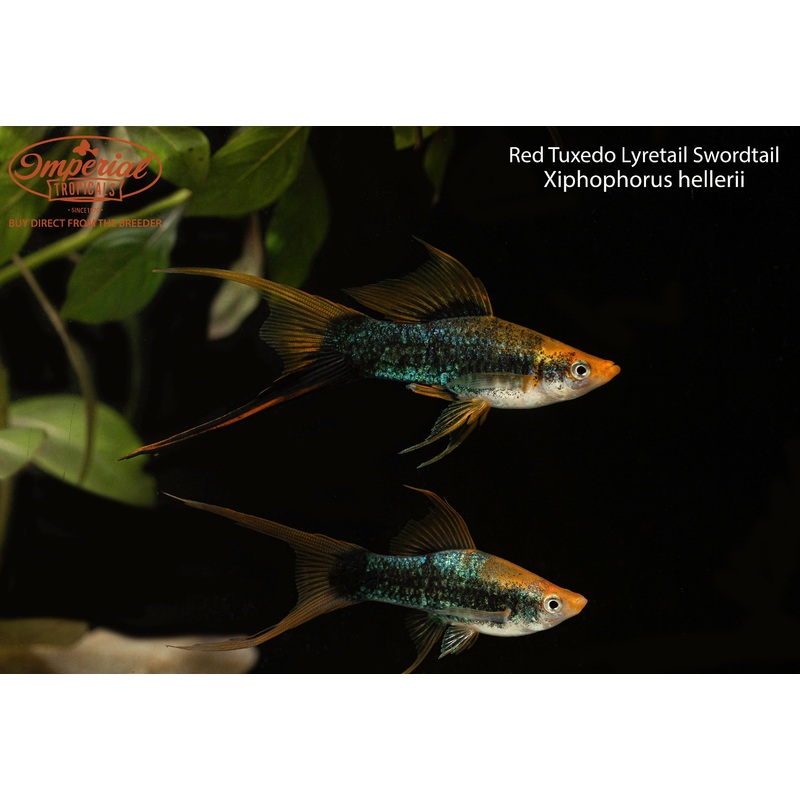 Tuxedo Lyretail Swordtail 2-3″ B-Grade Male