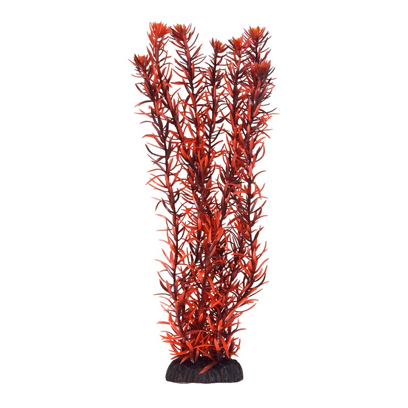 Underwater Treasures Rotala Indica 12″
