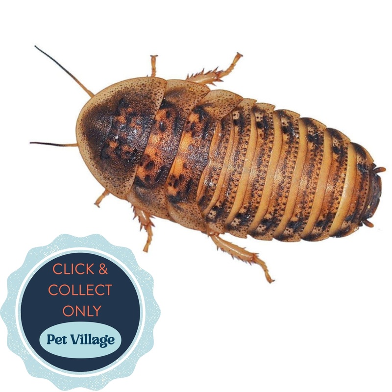 Dubia Feeder Cockroaches Medium Nutritious Live Food for Reptiles, Amphibians & Birds