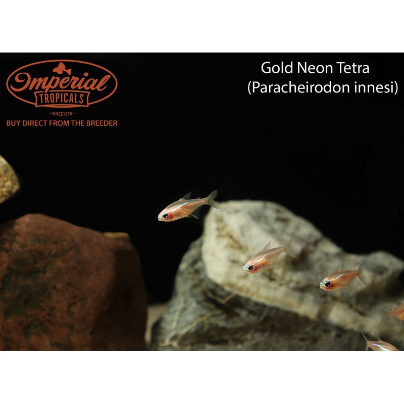 Gold Neon Tetra (3 Pack) 0.5-1″ Unsexed