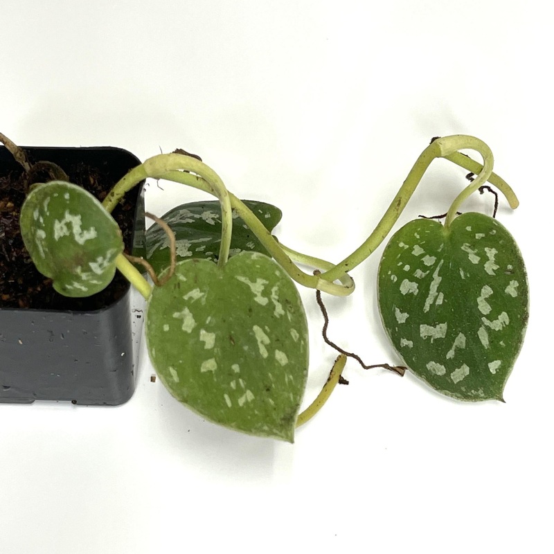 Scindapsus pictus ‘Satin Pothos’ – Terrarium Plant (NO GUARANTEE) Small (3-4″ cutting)