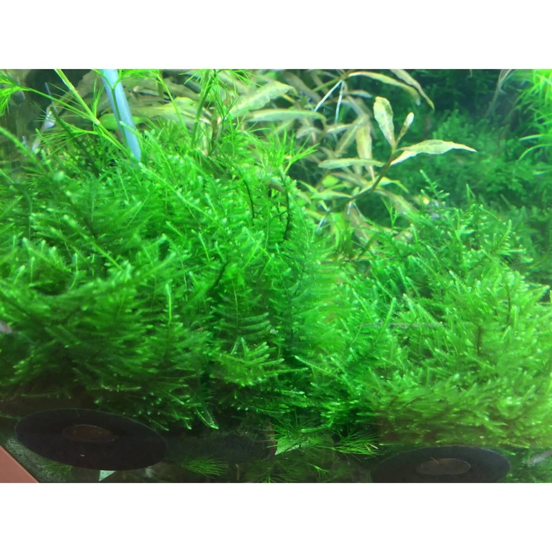 Taiwan Moss Small