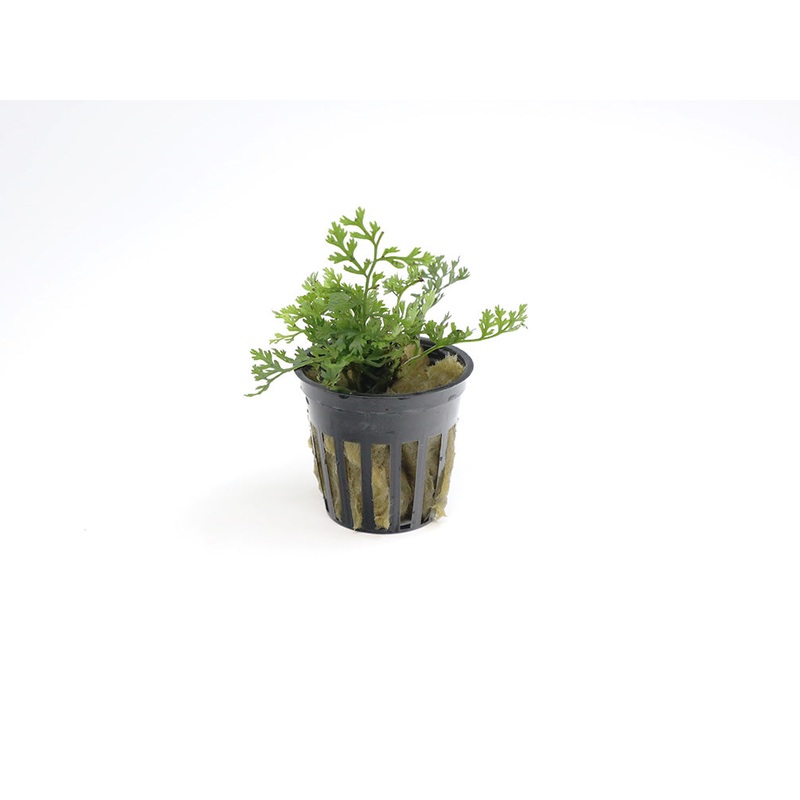 Baby Leaf Bolbitis (Bolbitis heteroclita difformis) 1 Bunch