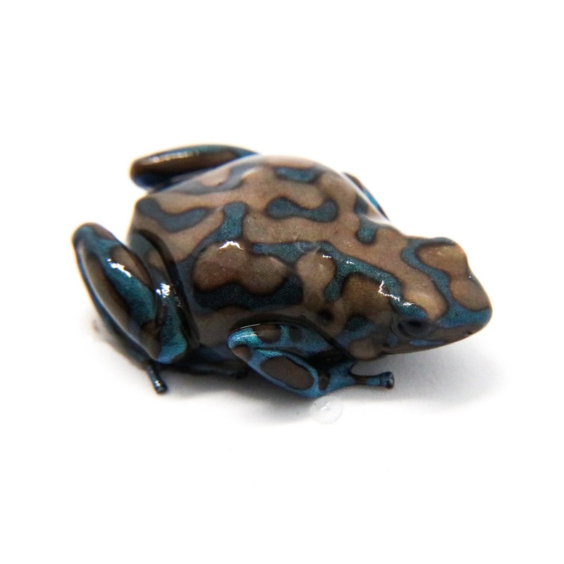 Dendrobates auratus “Green and White” Tadpole Single