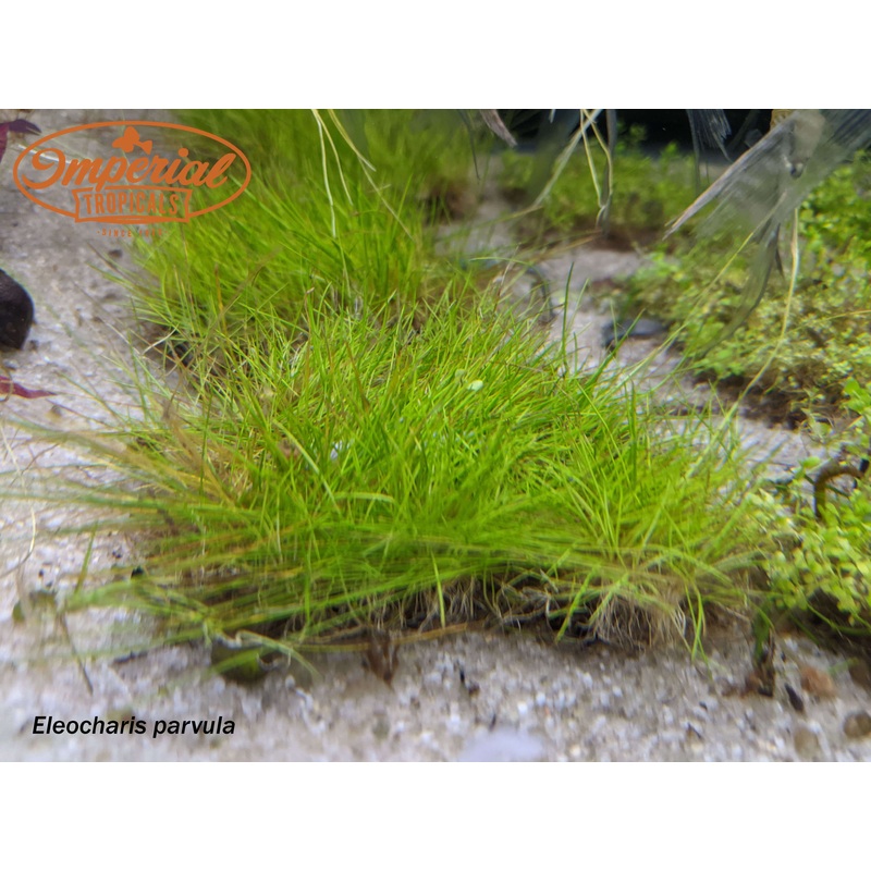 Dwarf Hairgrass 1 Pot
